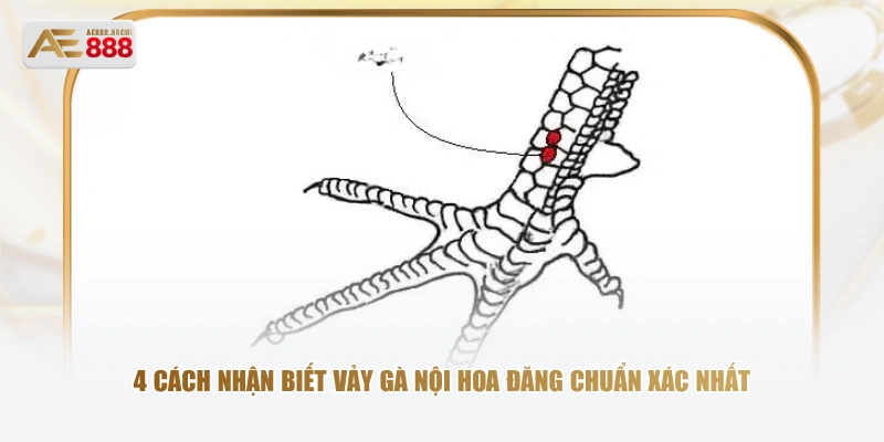 4 cách nhận biết vảy gà nội hoa đăng chuẩn xác nhất