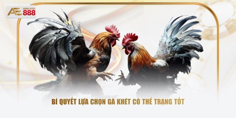 Bí quyết lựa chọn gà khét có thể trạng tốt