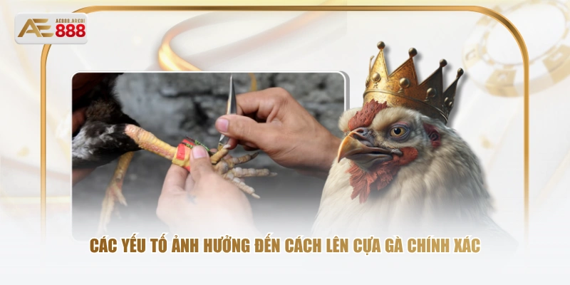 Các yếu tố ảnh hưởng đến cách lên cựa gà chính xác