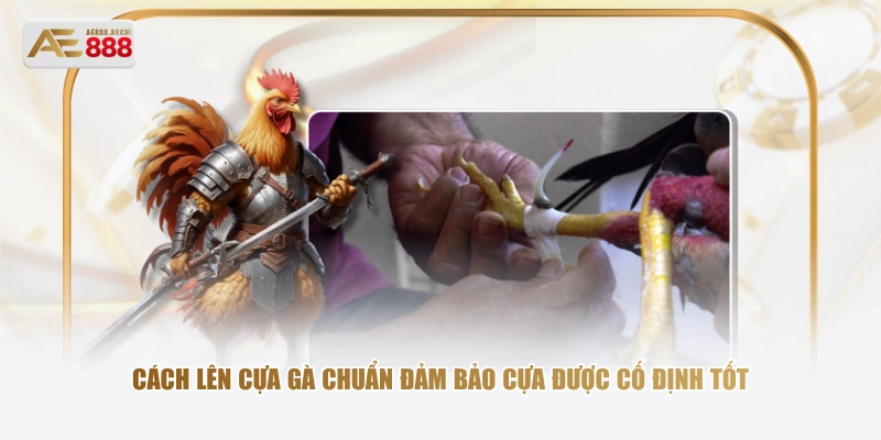 Cách lên cựa gà chuẩn đảm bảo cựa được cố định tốt 