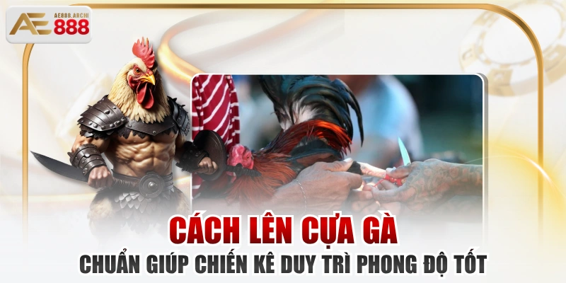 Cách Lên Cựa Gà Chuẩn Giúp Chiến Kê Duy Trì Phong Độ Tốt 