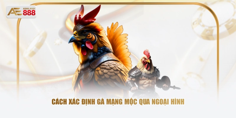 Cách xác định gà mạng Mộc qua ngoại hình