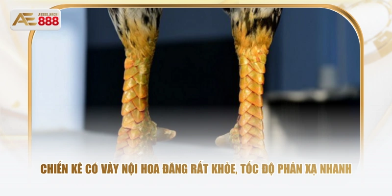 Chiến kê có vảy nội hoa đăng rất khỏe, tốc độ phản xạ nhanh