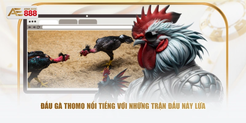 Đấu gà Thomo nổi tiếng với những trận đấu nảy lửa