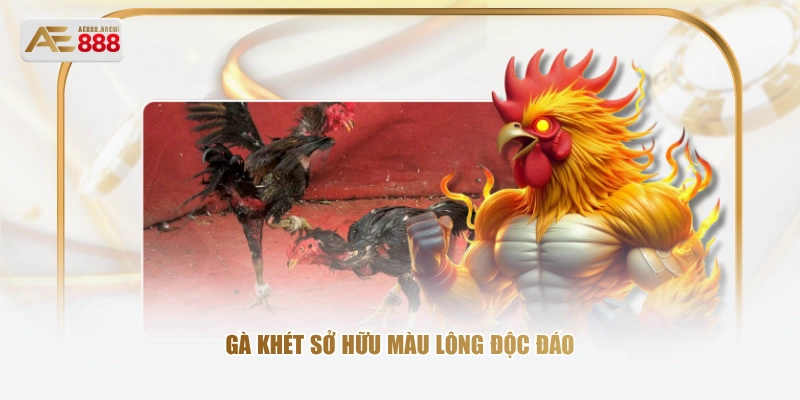 Gà khét sở hữu màu lông độc đáo