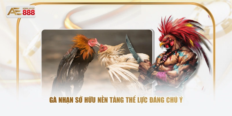 Gà nhạn sở hữu nền tảng thể lực đáng chú ý 