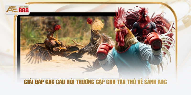 Giải đáp các câu hỏi thường gặp cho tân thủ về sảnh AOG