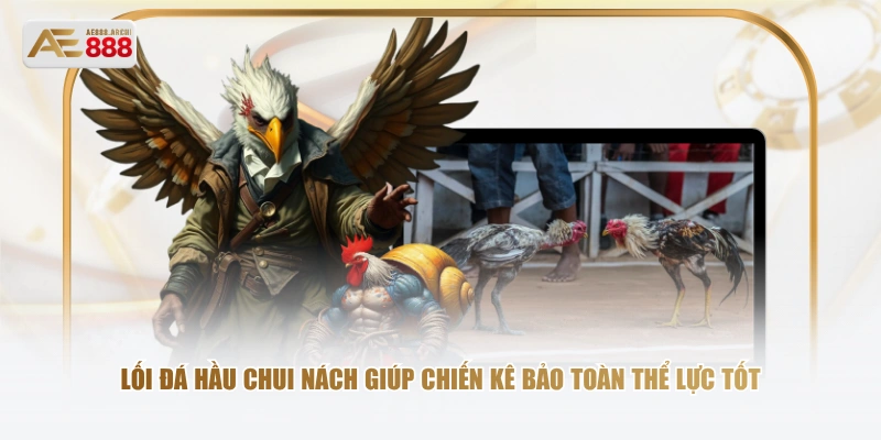 Lối đá hầu chui nách giúp chiến kê bảo toàn thể lực tốt