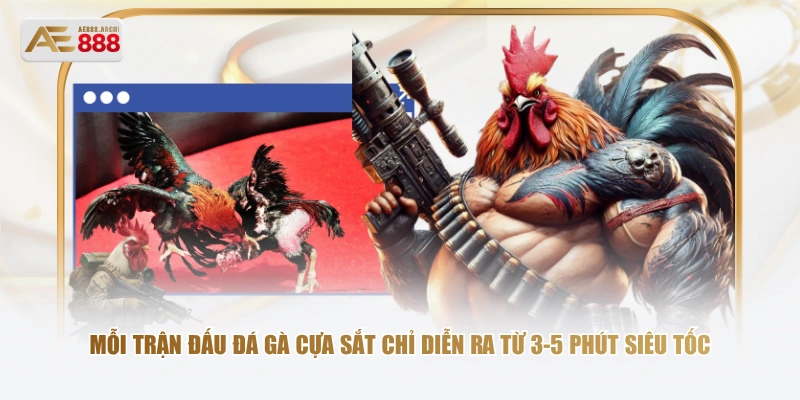 Mỗi trận đấu đá gà cựa sắt chỉ diễn ra từ 3-5 phút siêu tốc