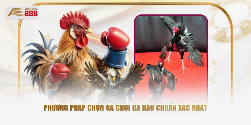 Phương pháp chọn gà chọi đá hầu chuẩn xác nhất