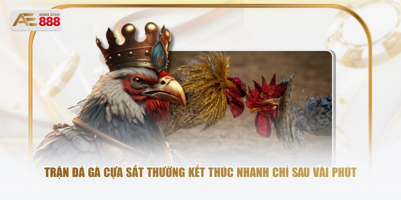 Trận đá gà cựa sắt thường kết thúc nhanh chỉ sau vài phút