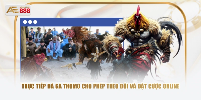 Trực tiếp đá gà Thomo cho phép theo dõi và đặt cược online