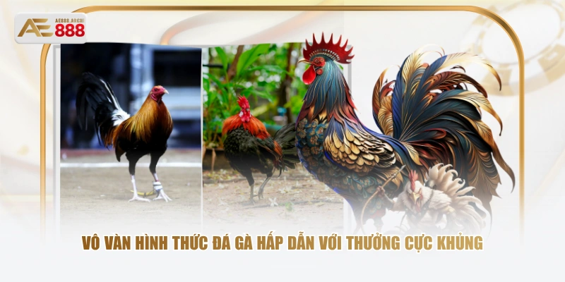 Vô vàn hình thức đá gà hấp dẫn với thưởng cực khủng